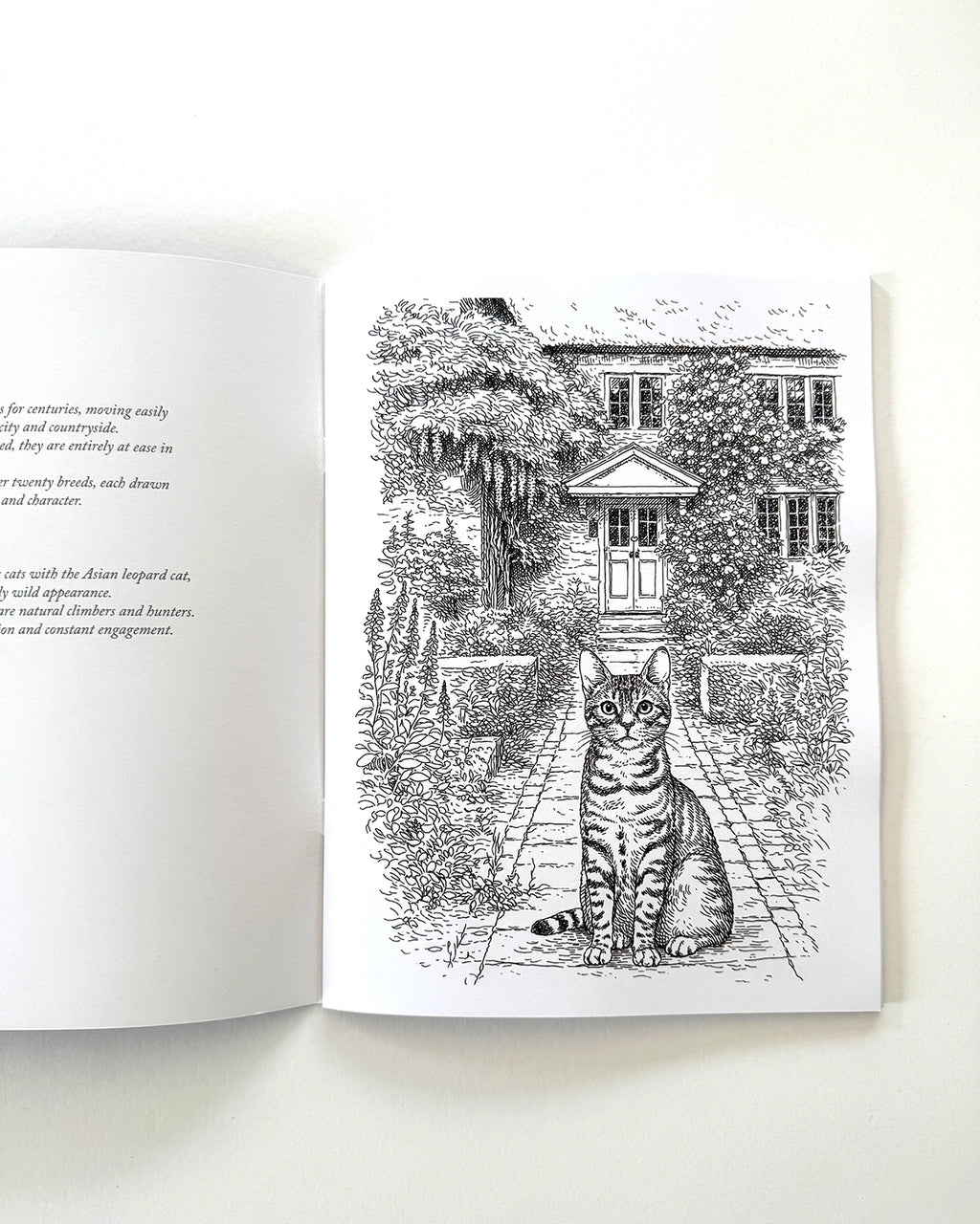 Cats - Large Format Colouring Book