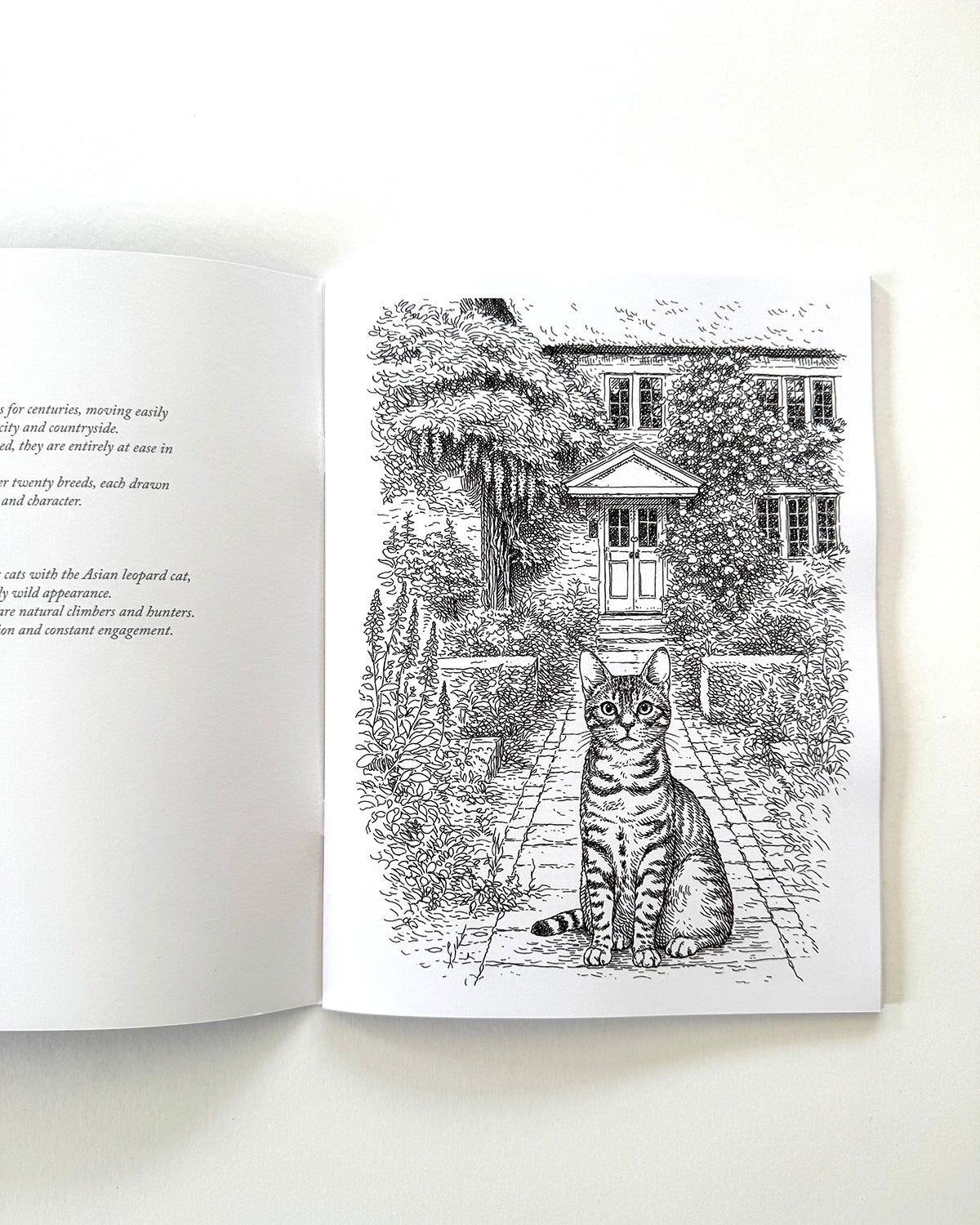 Cats - Large Format Colouring Book