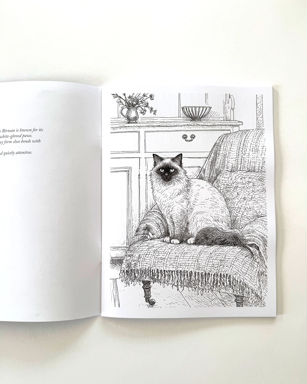 Cats - Large Format Colouring Book
