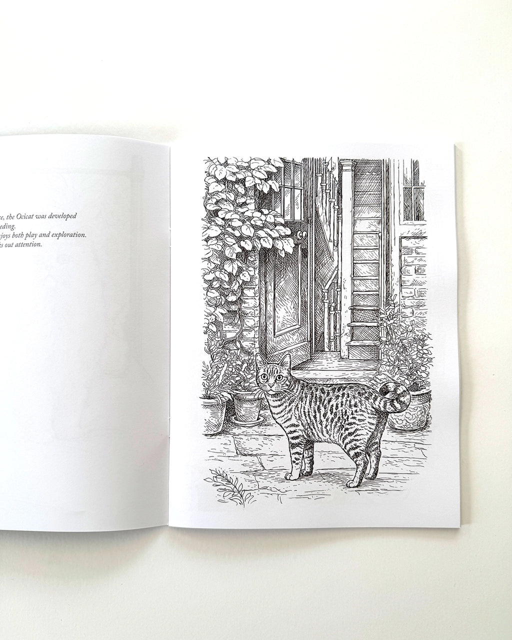 Cats - Large Format Colouring Book