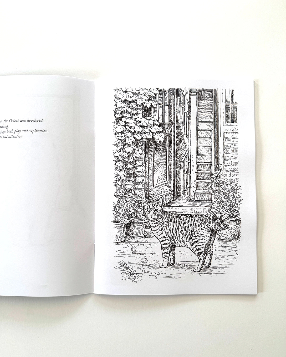 Cats - Large Format Colouring Book