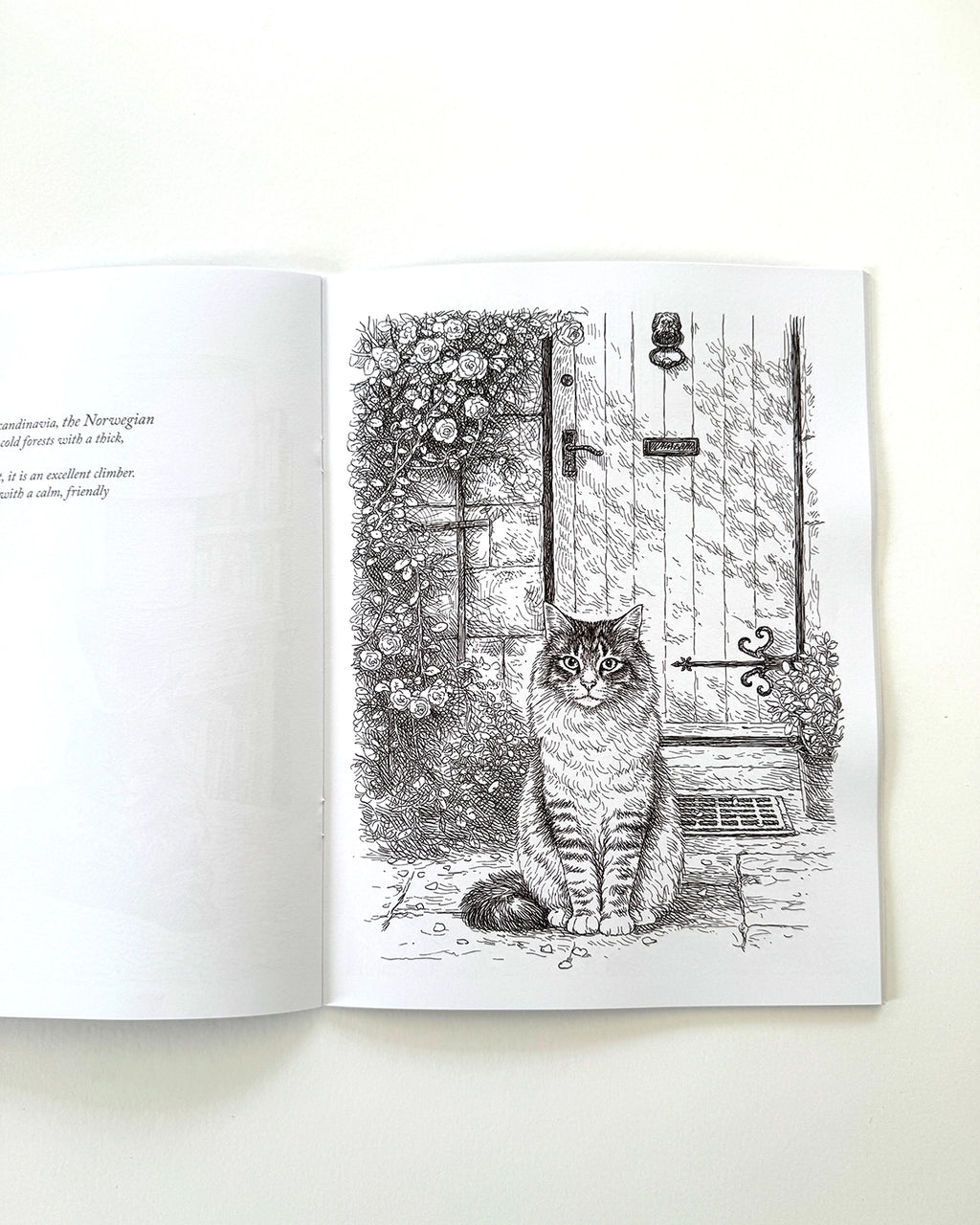 Cats - Large Format Colouring Book