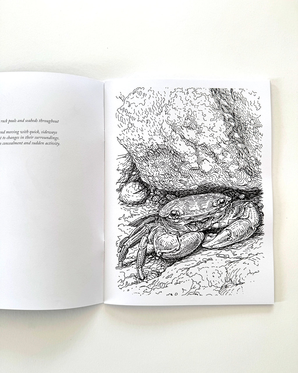Sea Life - Large Format Colouring Book