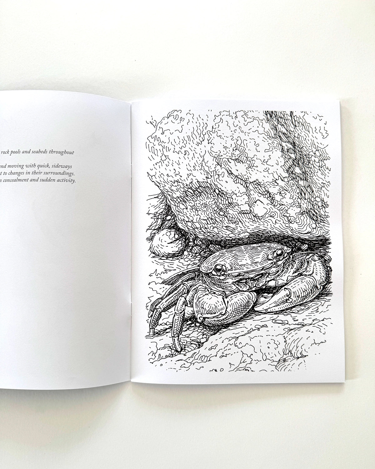 Sea Life - Large Format Colouring Book
