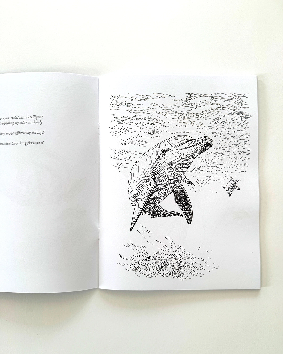 Sea Life - Large Format Colouring Book