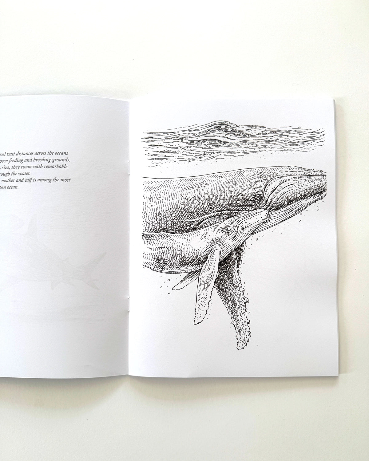 Sea Life - Large Format Colouring Book