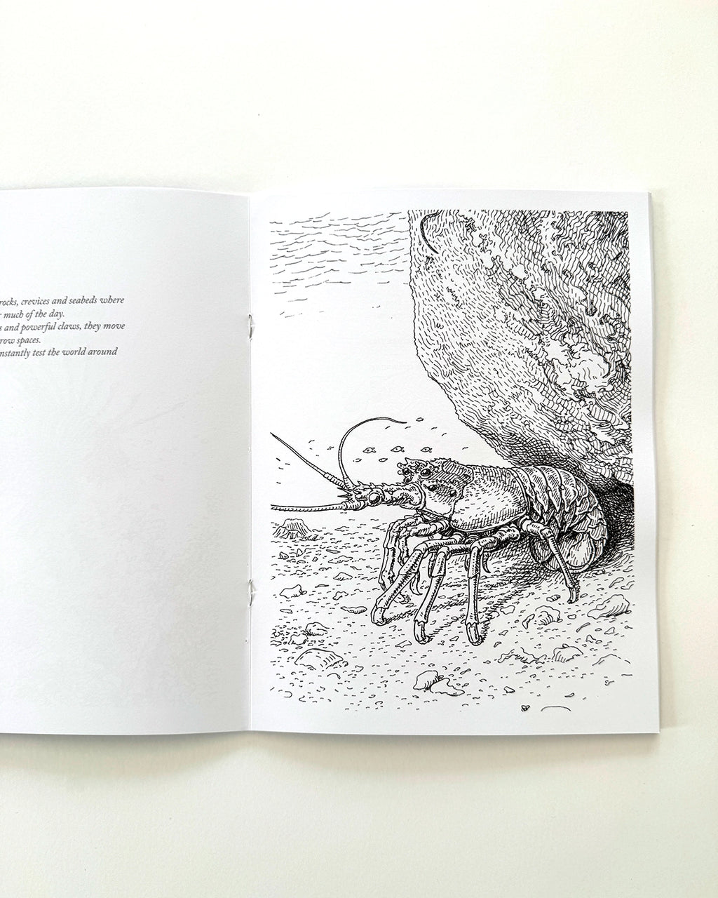 Sea Life - Large Format Colouring Book