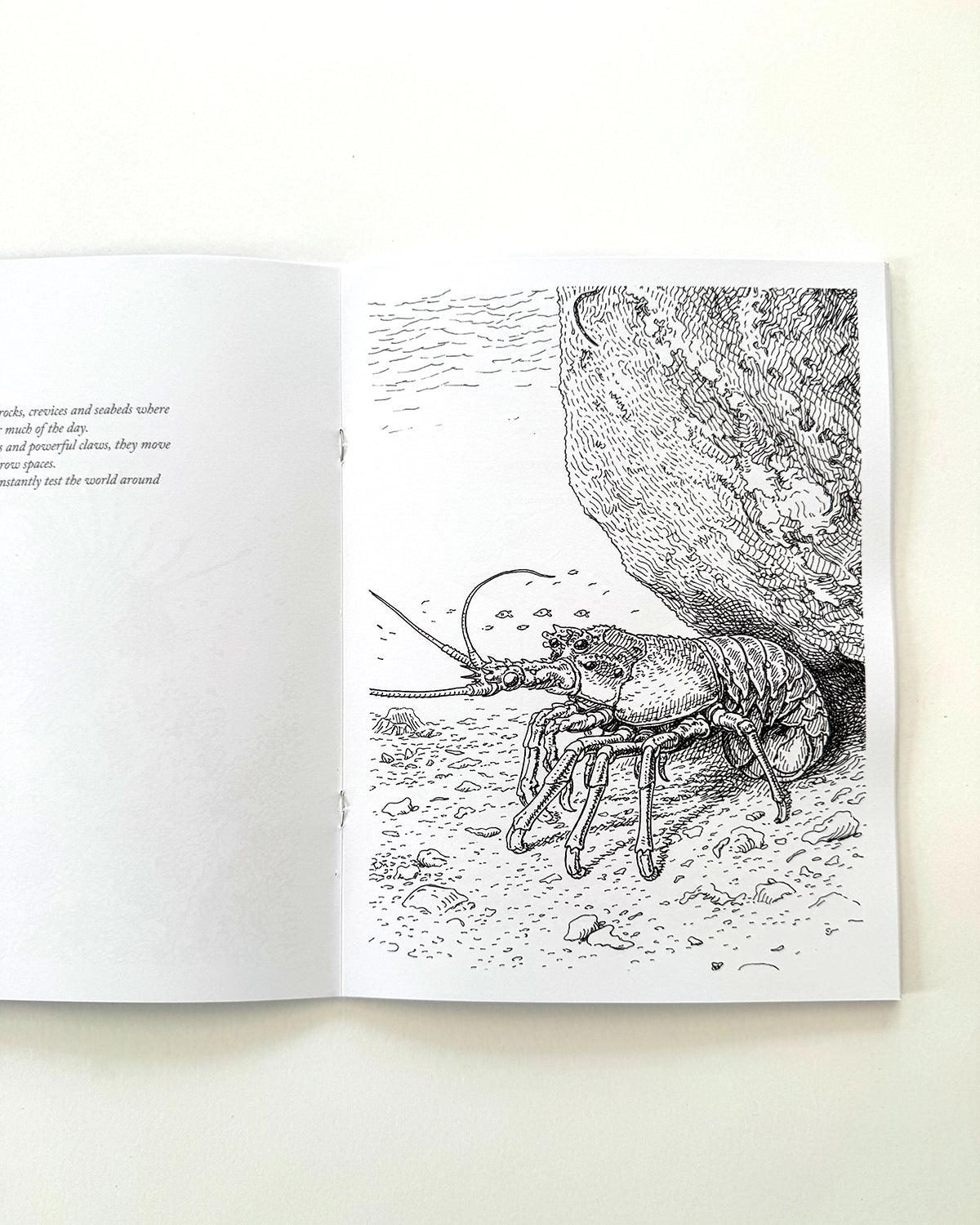 Sea Life - Large Format Colouring Book