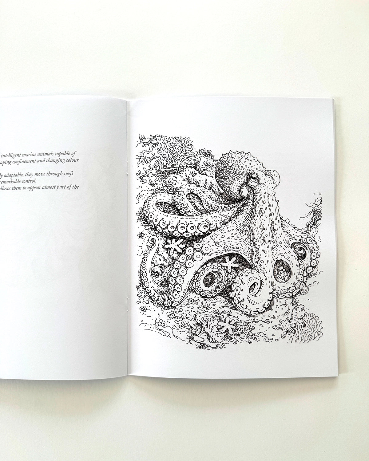 Sea Life - Large Format Colouring Book