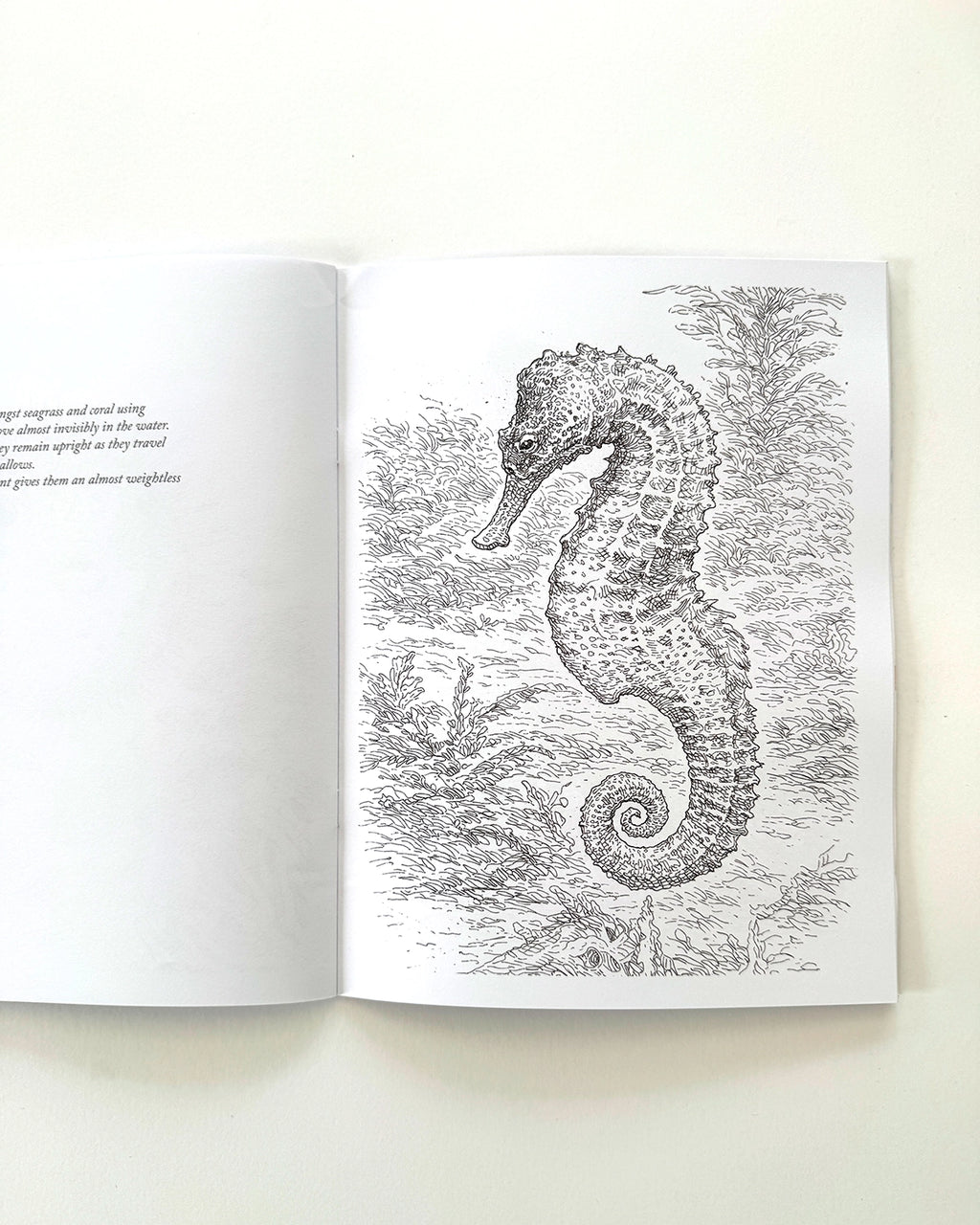 Sea Life - Large Format Colouring Book