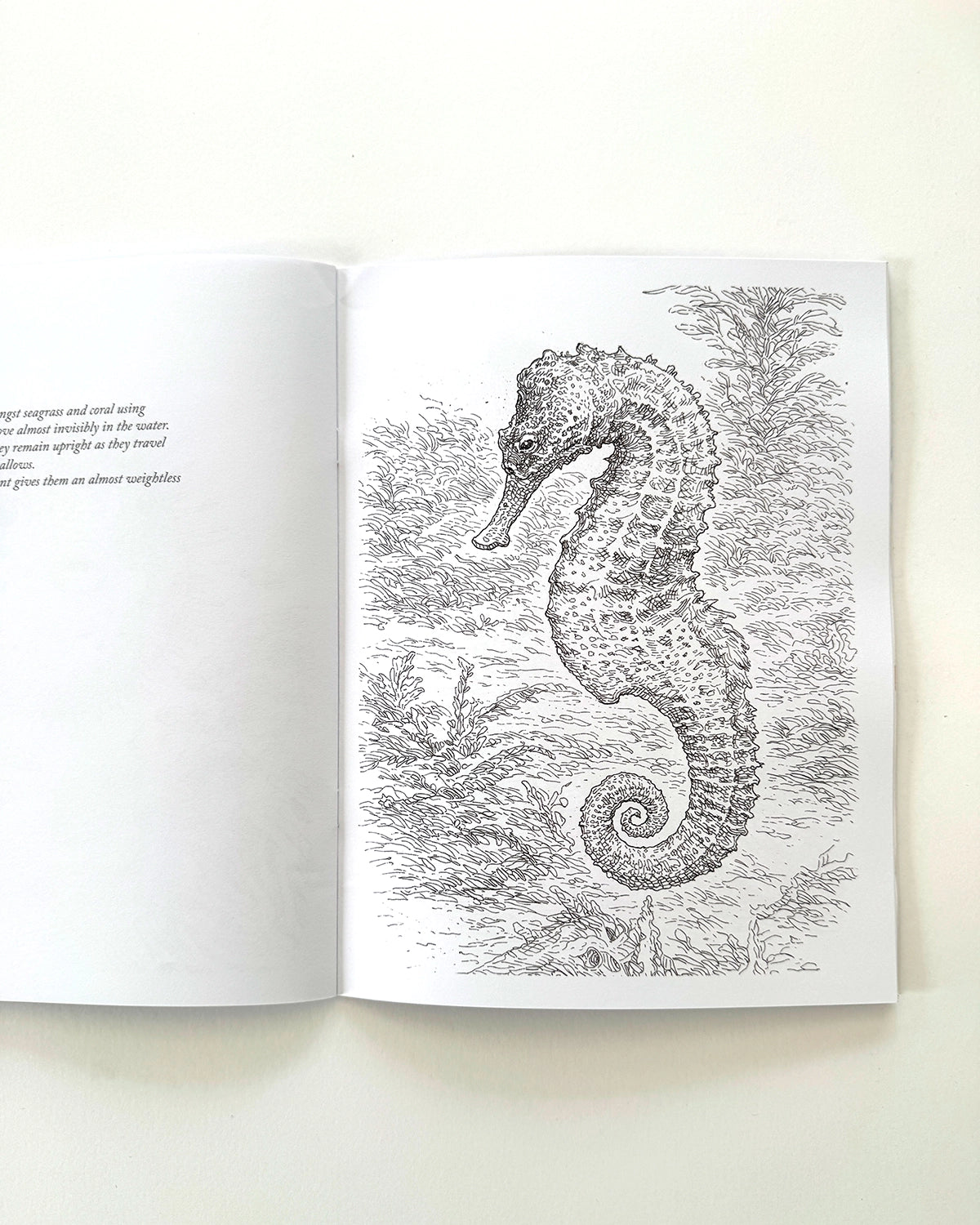Sea Life - Large Format Colouring Book