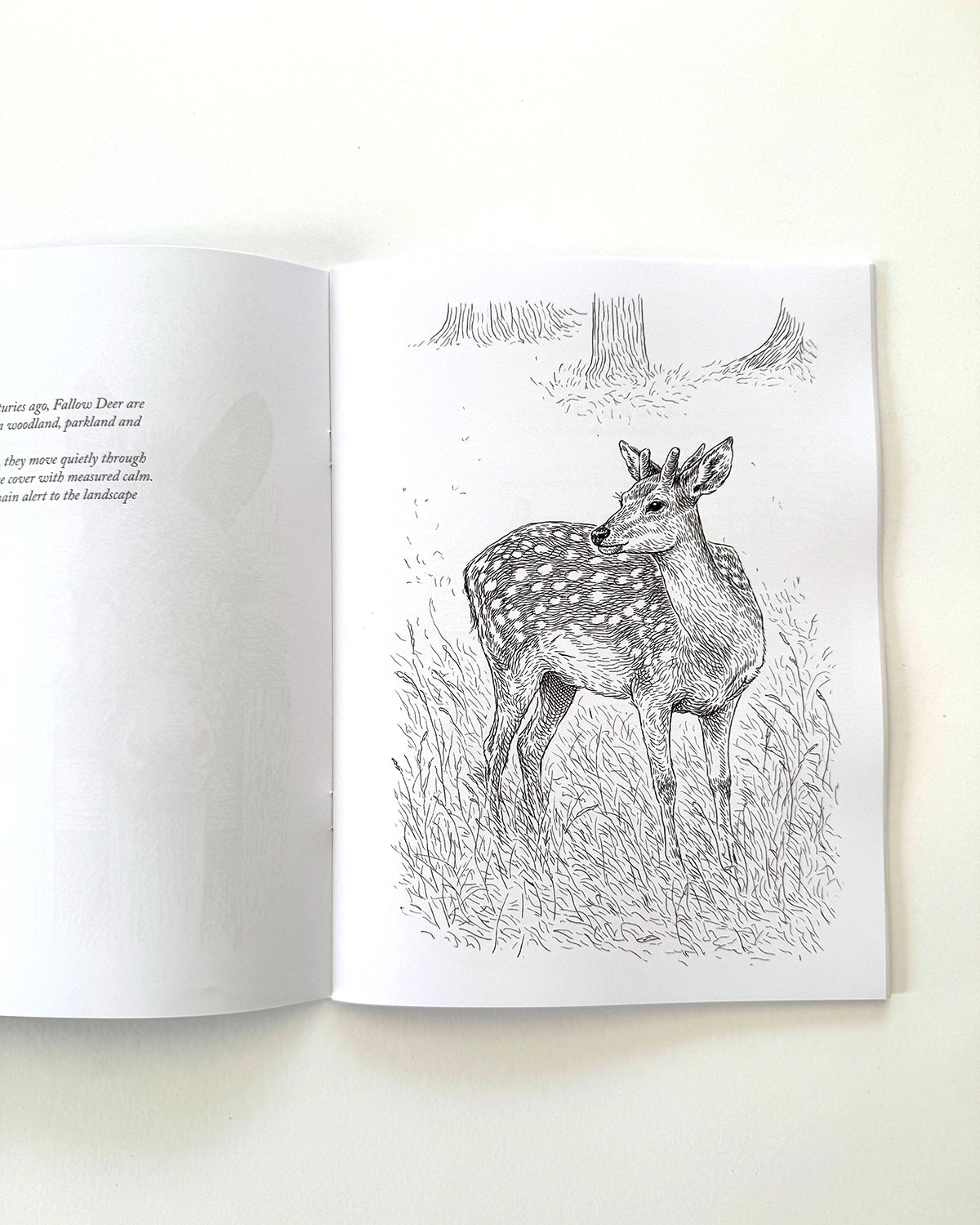 Country - Large Format Colouring Book