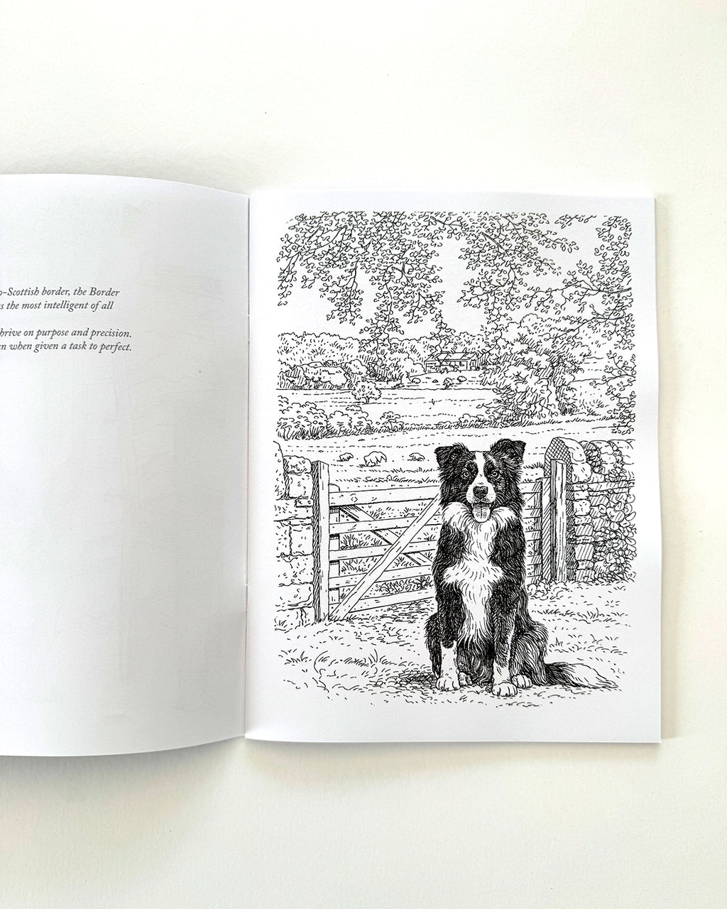 Dogs - Large Format Colouring Book