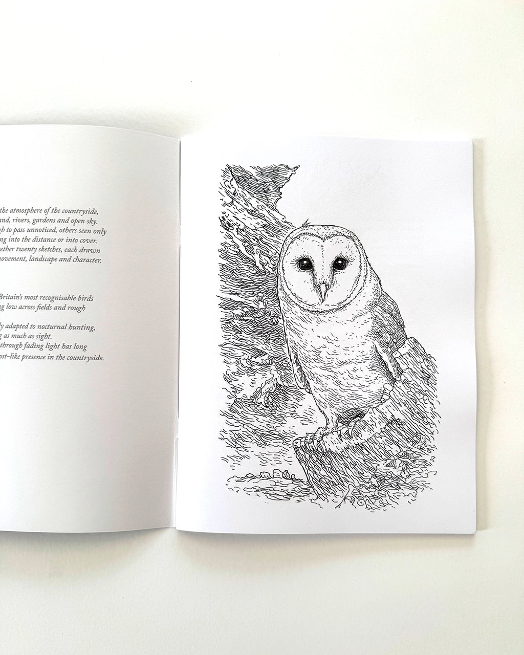 Birds - Large Format Colouring Book