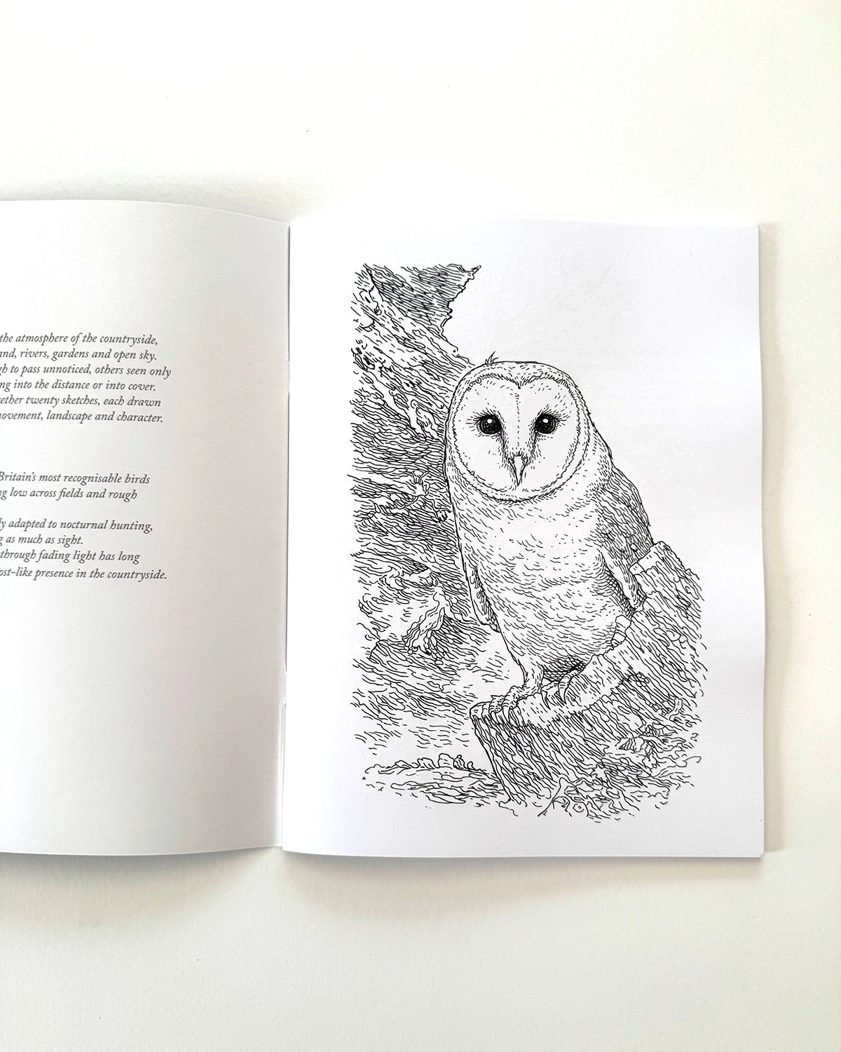 Birds - Large Format Colouring Book