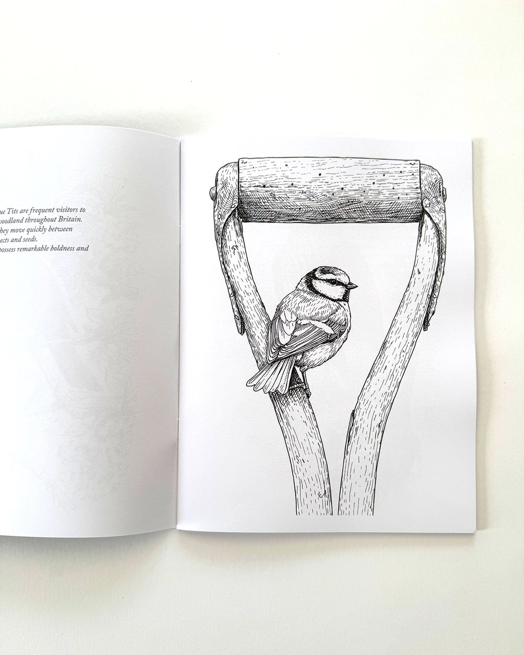 Birds - Large Format Colouring Book