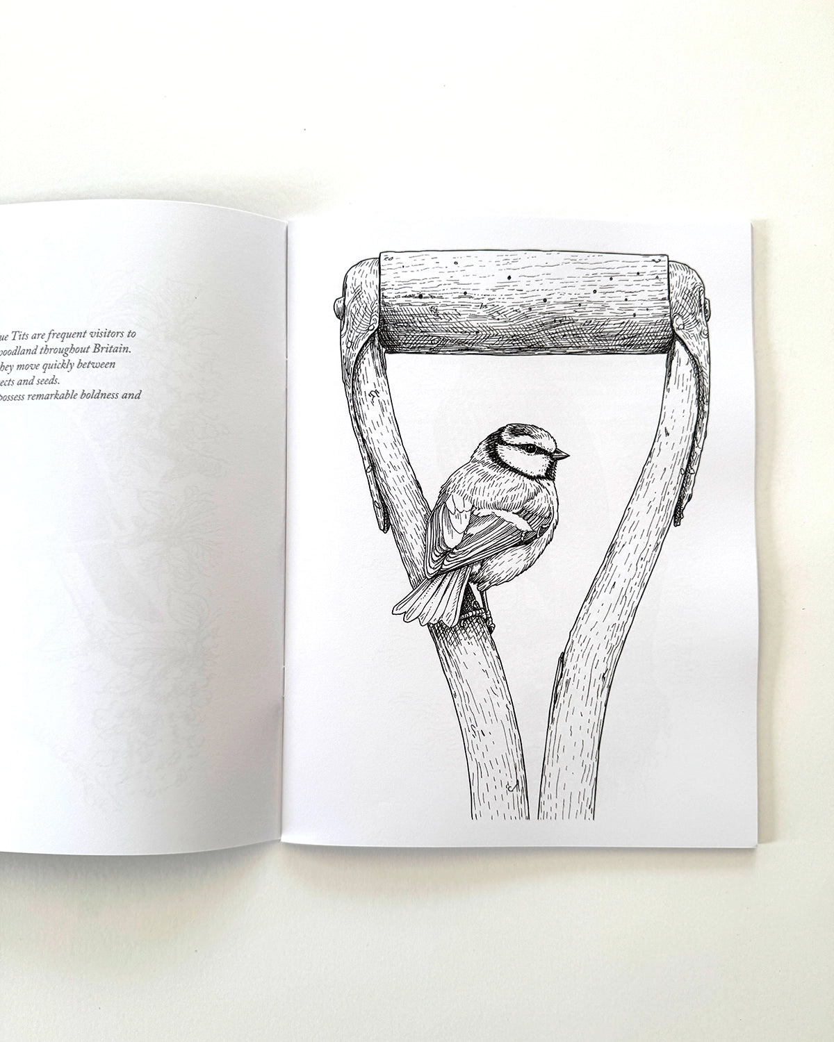 Birds - Large Format Colouring Book