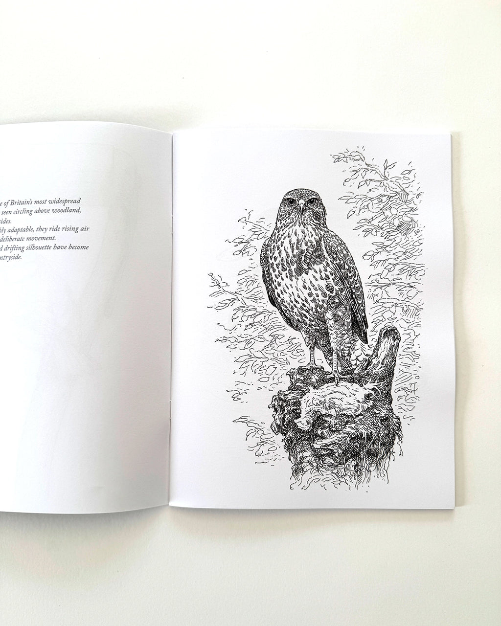 Birds - Large Format Colouring Book