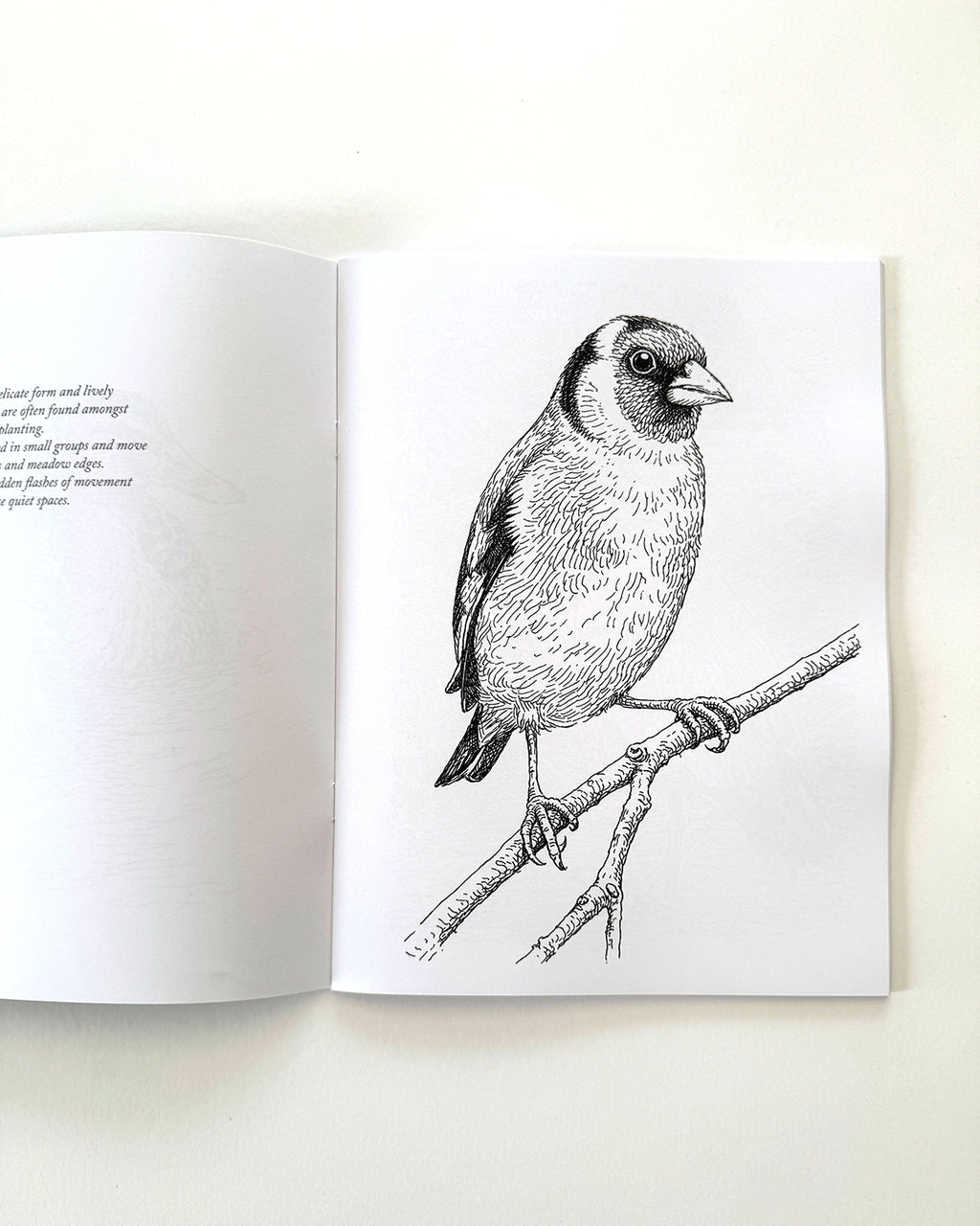Birds - Large Format Colouring Book