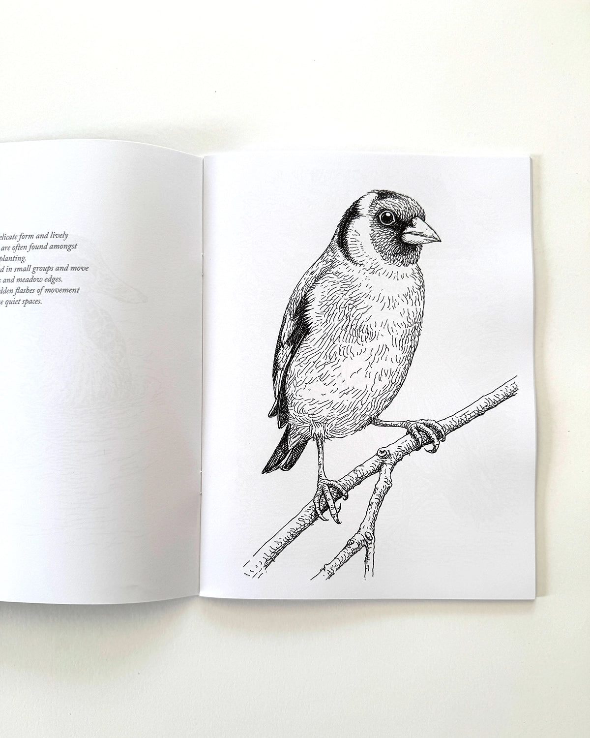 Birds - Large Format Colouring Book