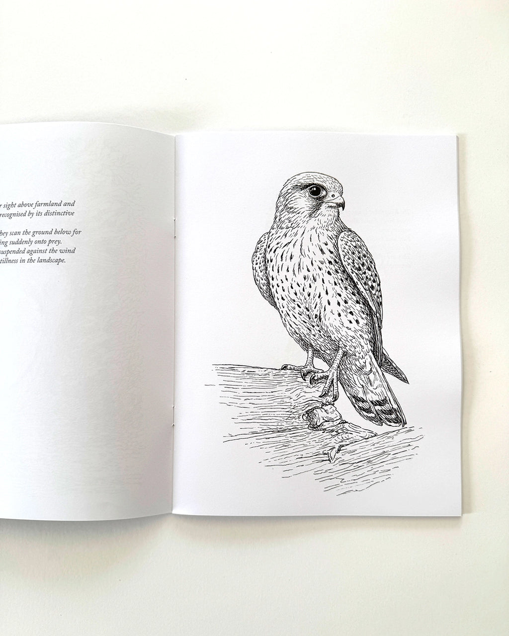Birds - Large Format Colouring Book