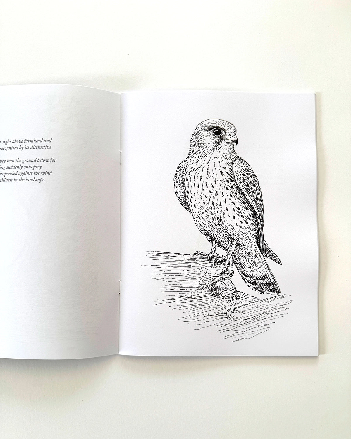 Birds - Large Format Colouring Book