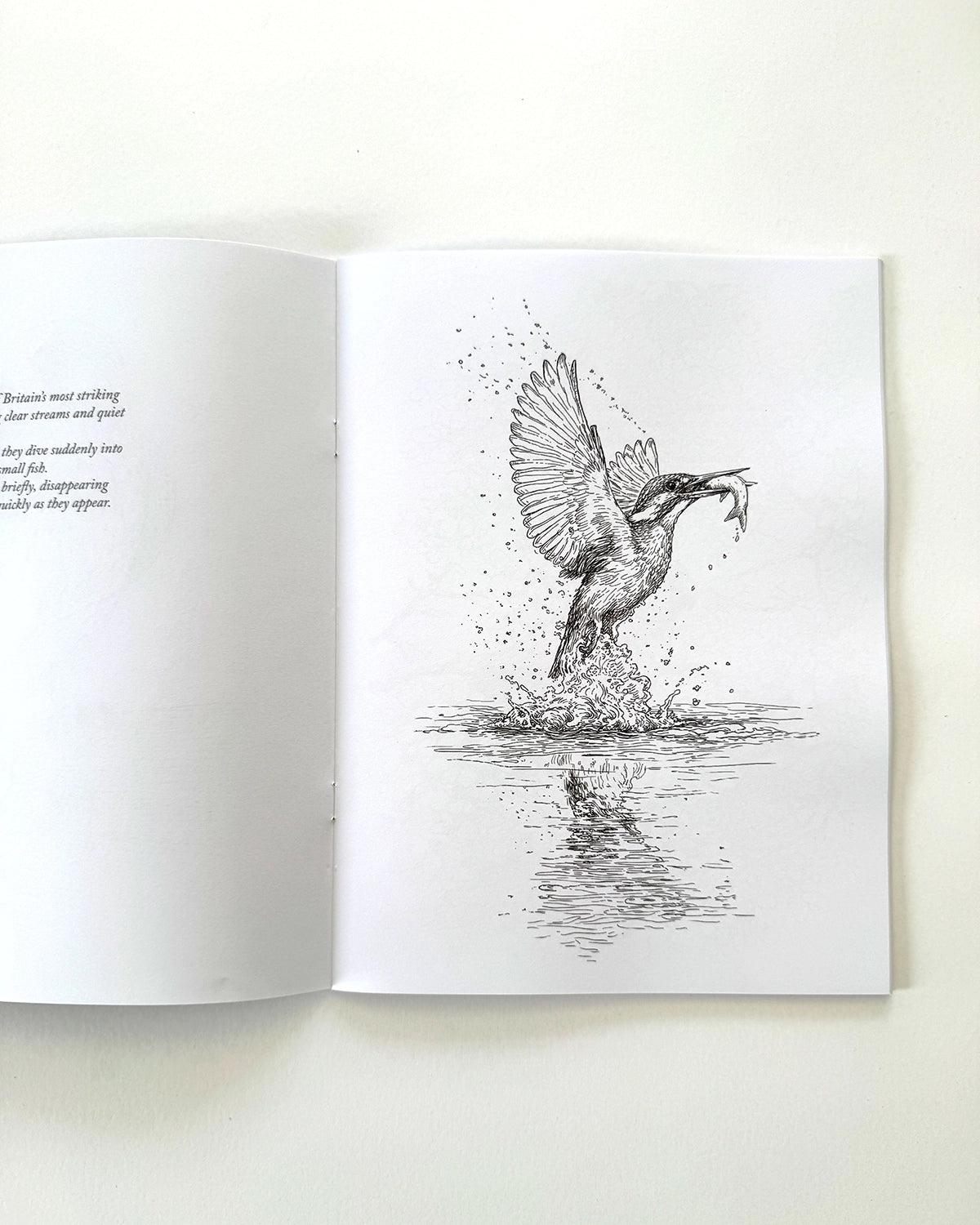 Birds - Large Format Colouring Book