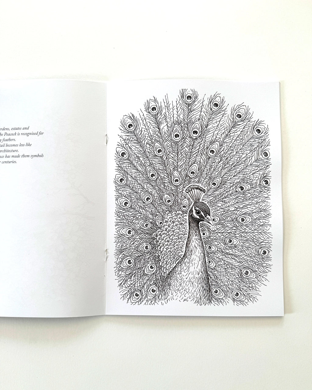 Birds - Large Format Colouring Book