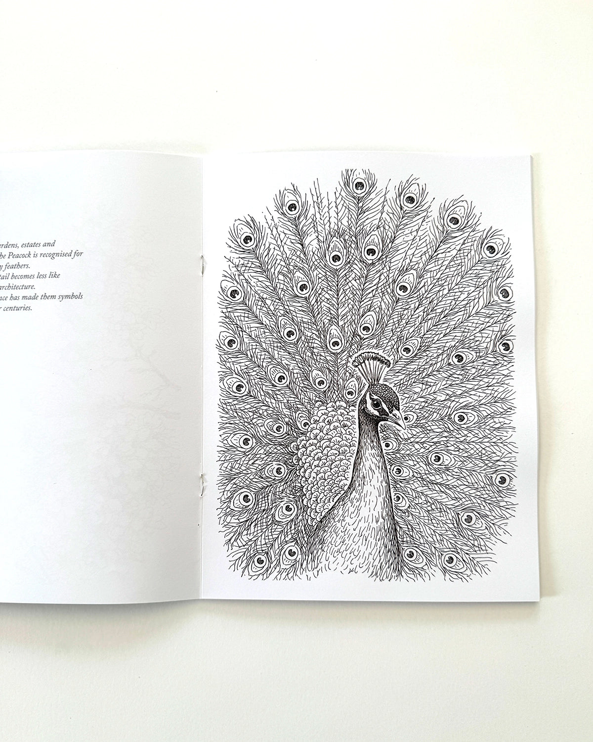 Birds - Large Format Colouring Book