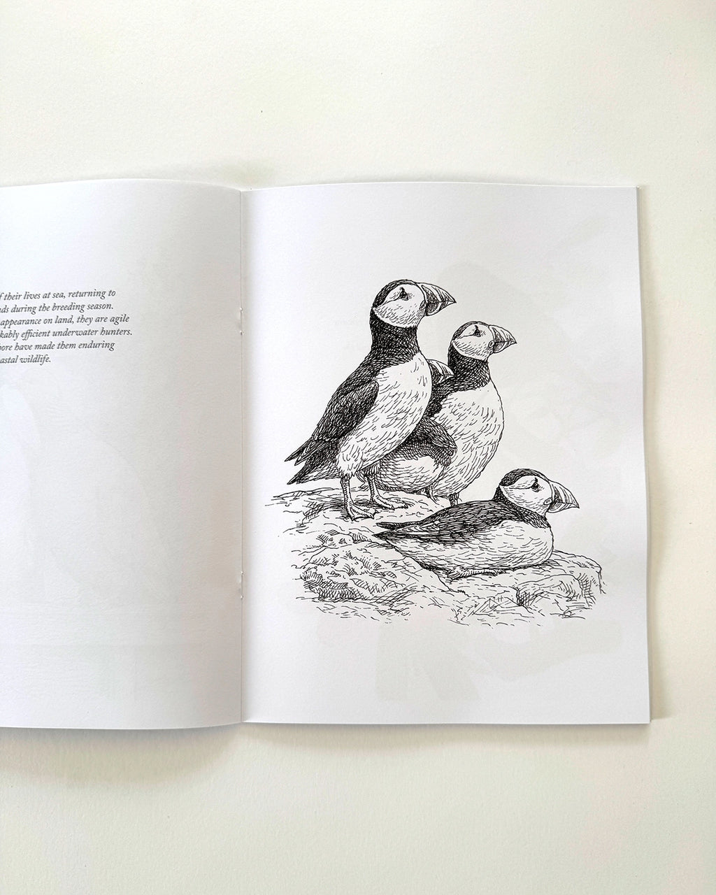 Birds - Large Format Colouring Book