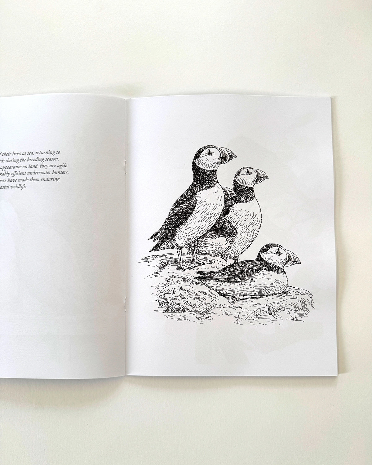 Birds - Large Format Colouring Book