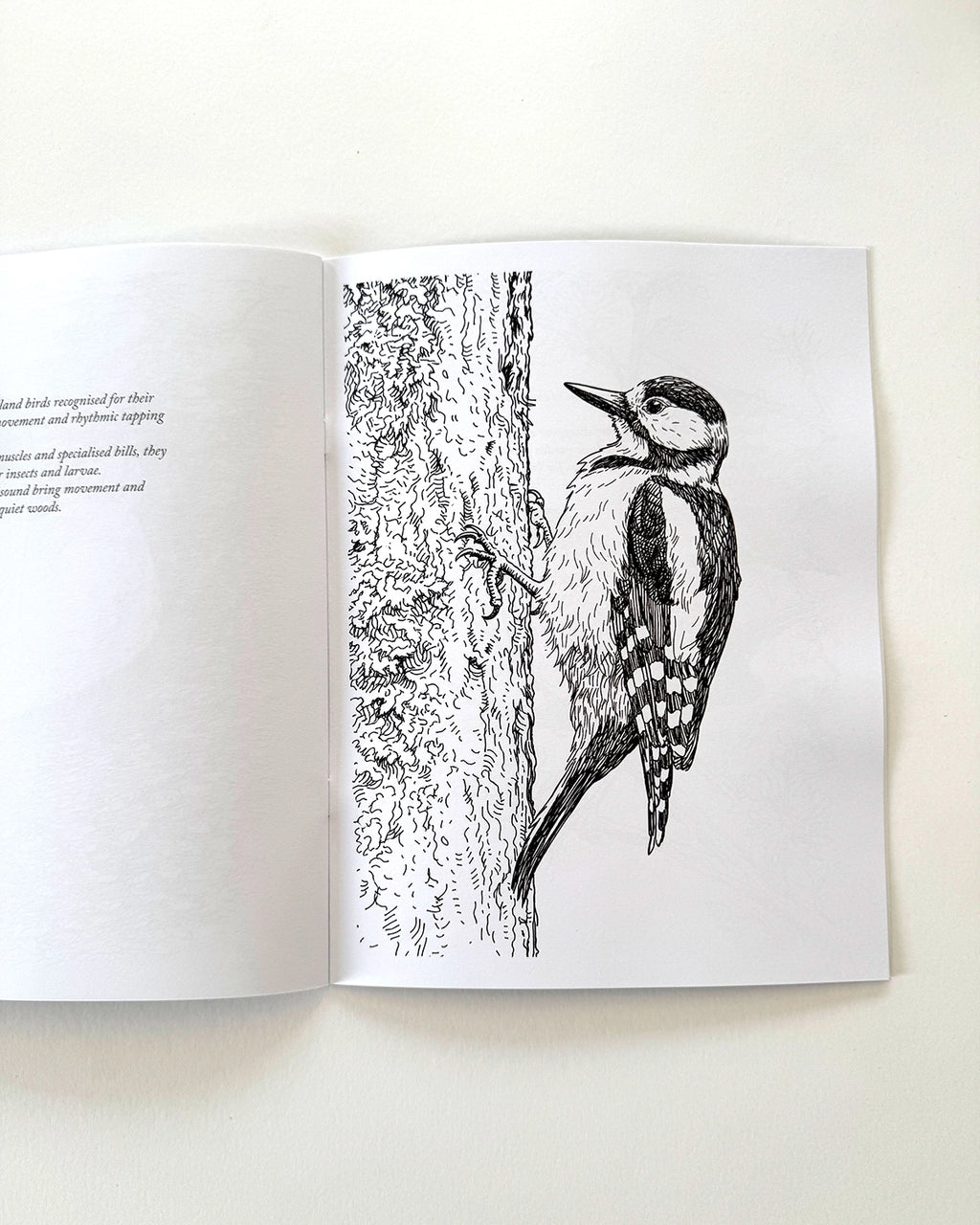 Birds - Large Format Colouring Book