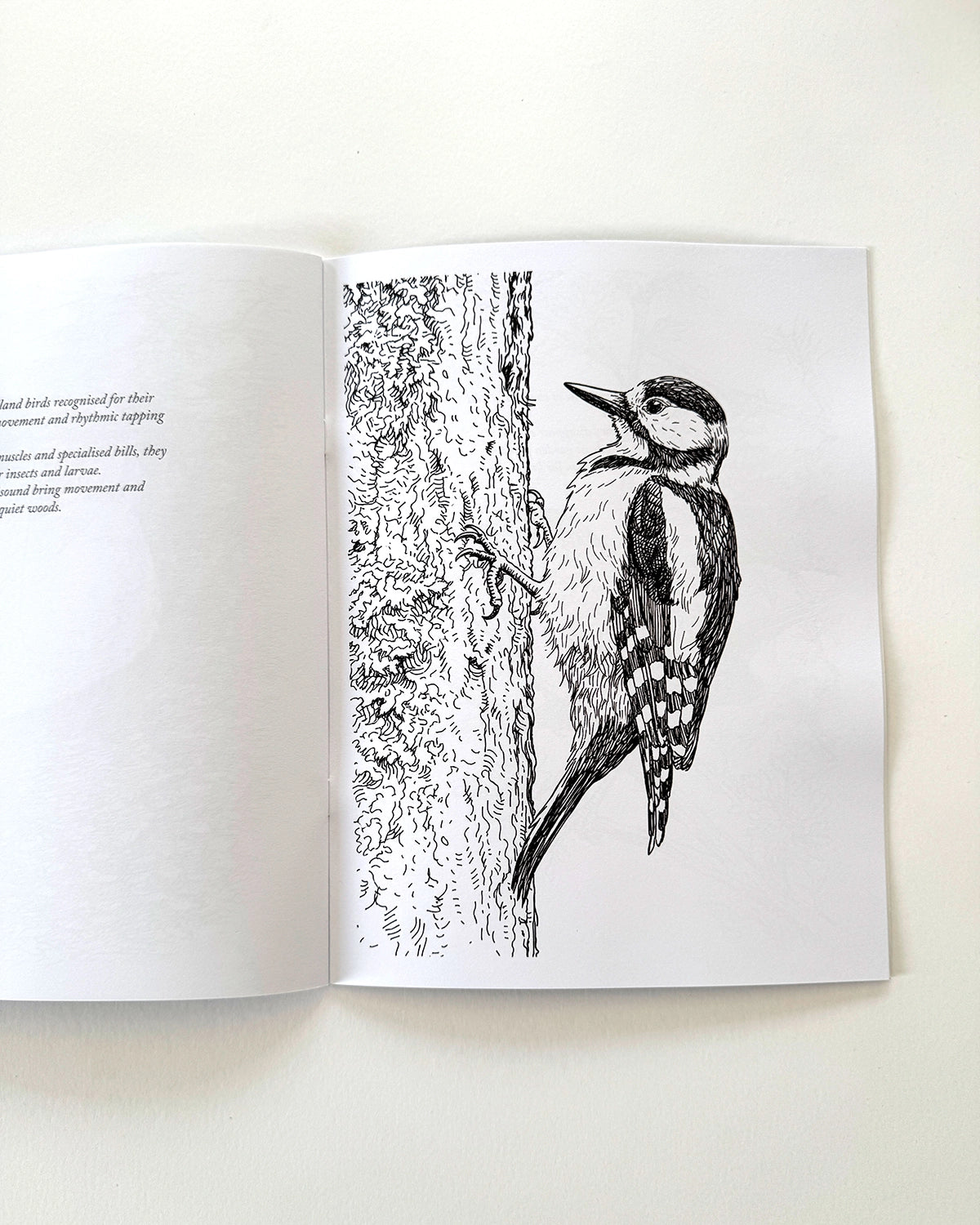 Birds - Large Format Colouring Book